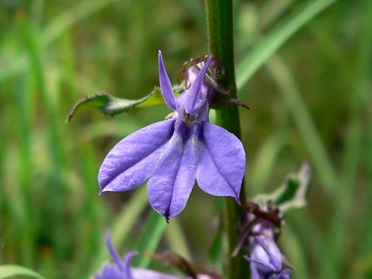 {Lobelia puberula}
